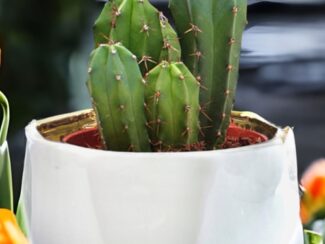 Handmade Elegant White & Gold Ceramic Planter/Pot